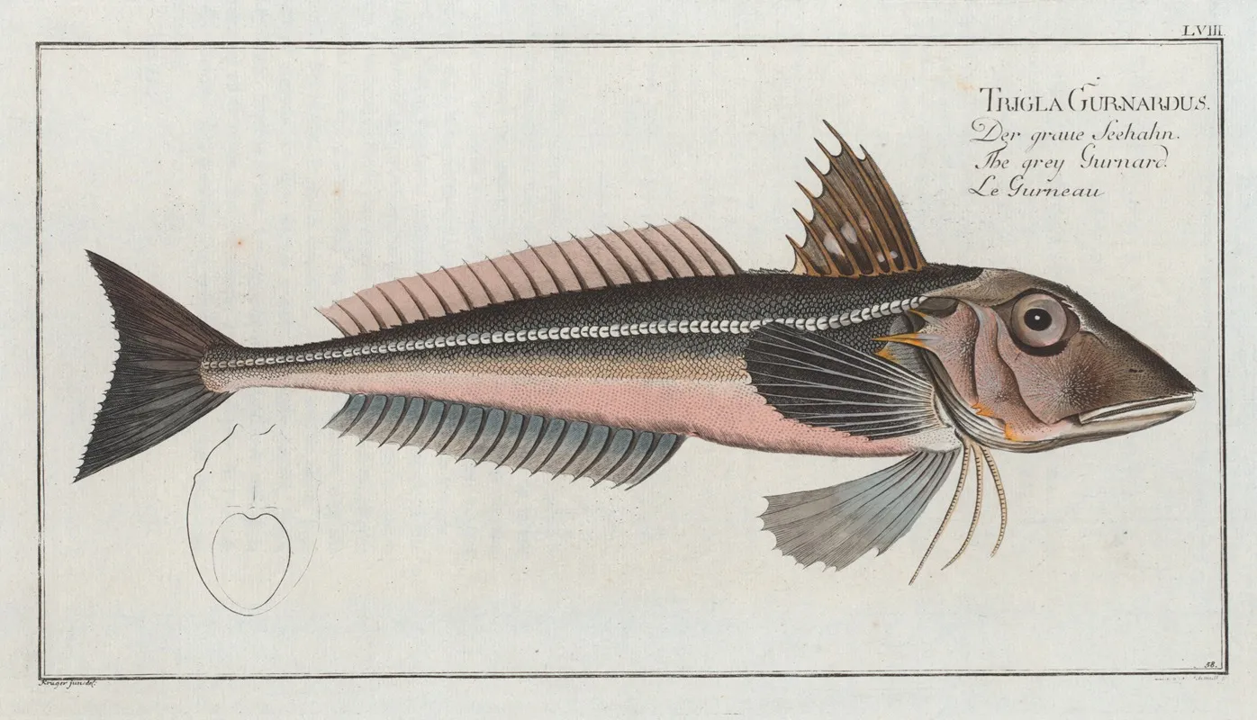 Trigla Gurnardus The Grey Gurnard Wall Art by Marcus Elieser Bloch - High-Resolution Digital Print