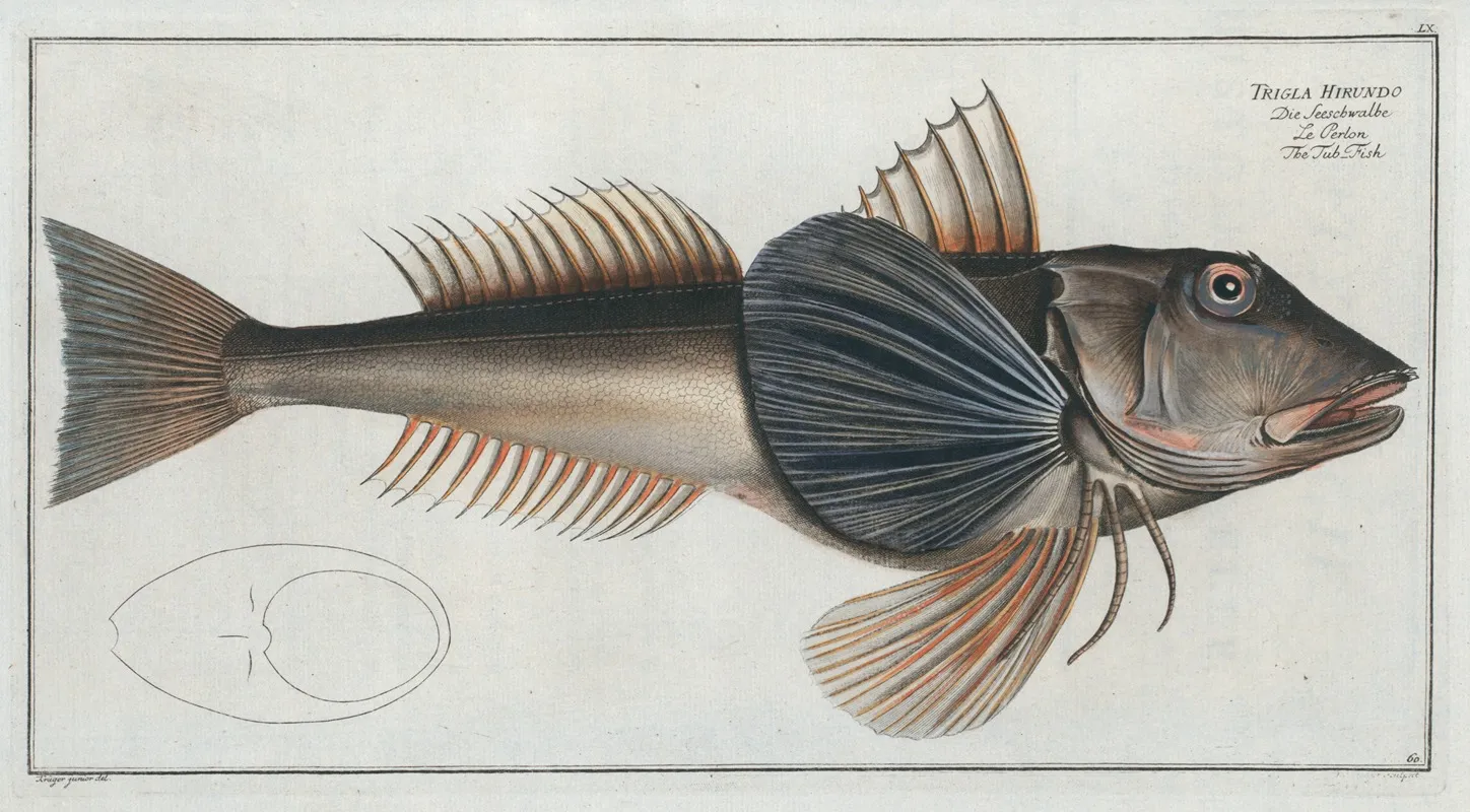 Trigla Hirundo The Tub Fish Wall Art by Marcus Elieser Bloch - High-Resolution Digital Print