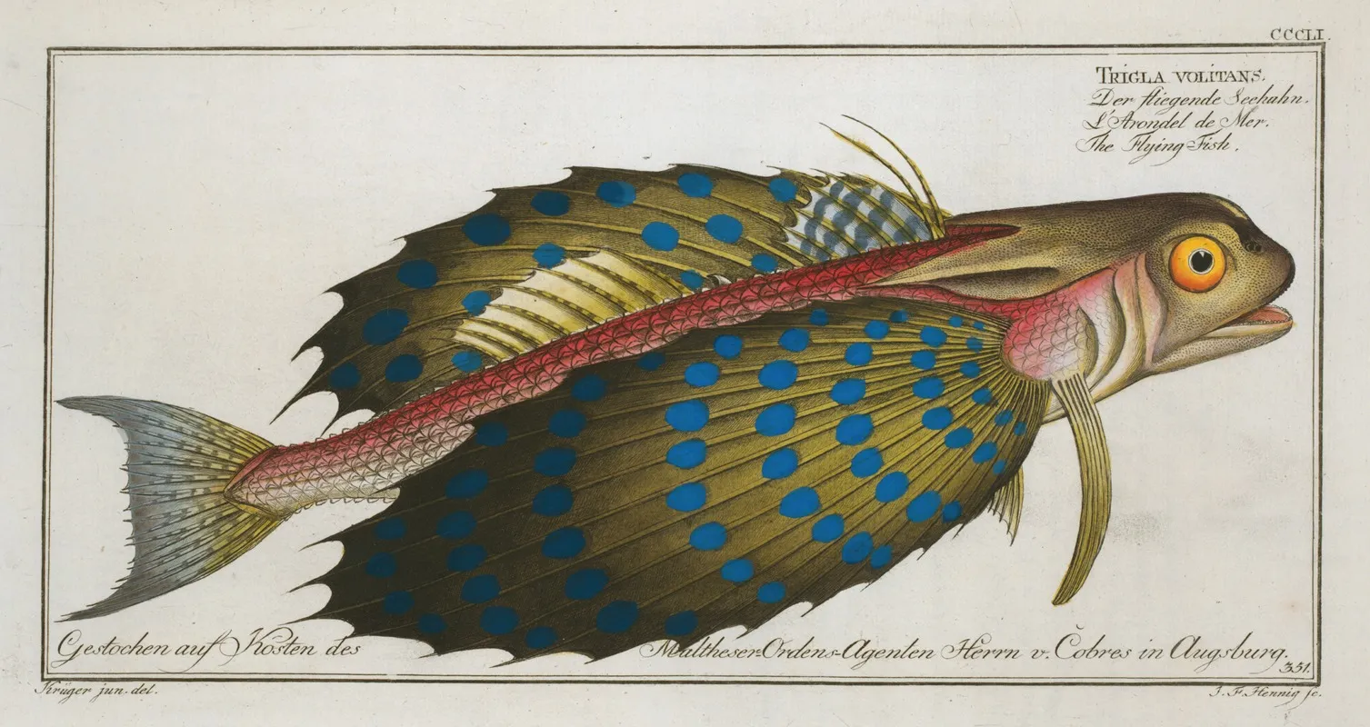 Trigla Volitans The Flying Fish Wall Art by Marcus Elieser Bloch - High-Resolution Digital Print