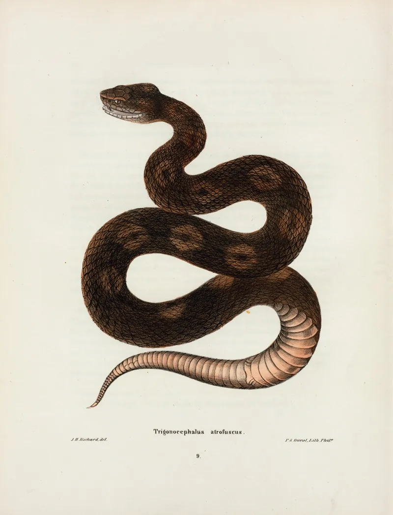 Trigonocephalus Afro Fuscus Wall Art by John Edwards Holbrook - High-Resolution Digital Print