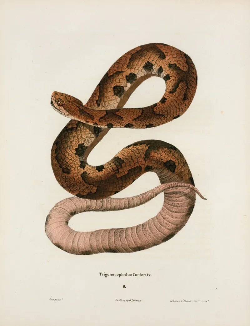 Trigonocephalus Contortrix Wall Art by John Edwards Holbrook - High-Resolution Digital Print