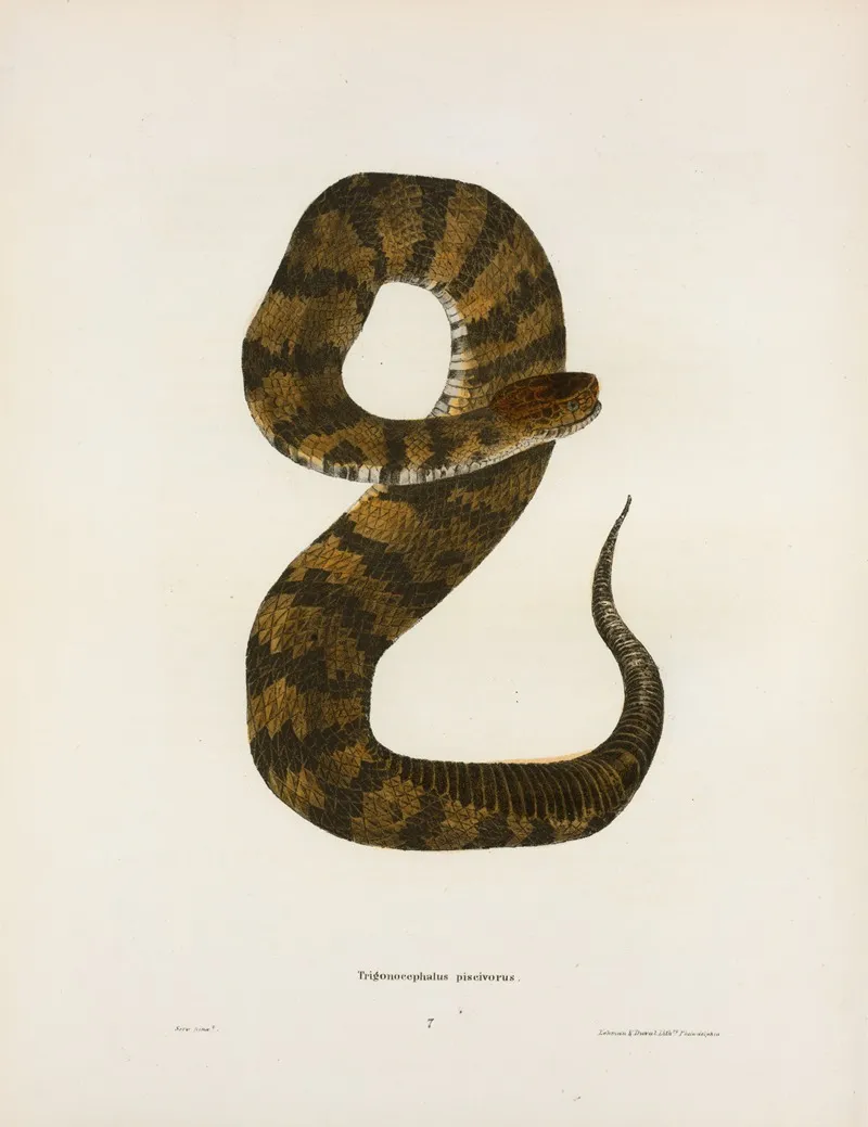 Trigonocephalus Piscivorus Wall Art by John Edwards Holbrook - High-Resolution Digital Print