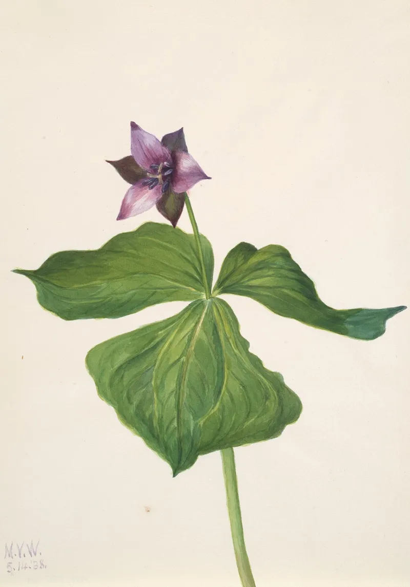 Trillium Erectum 2