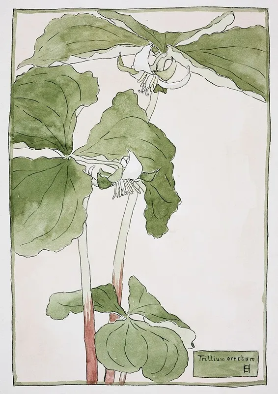 Trillium Erectum