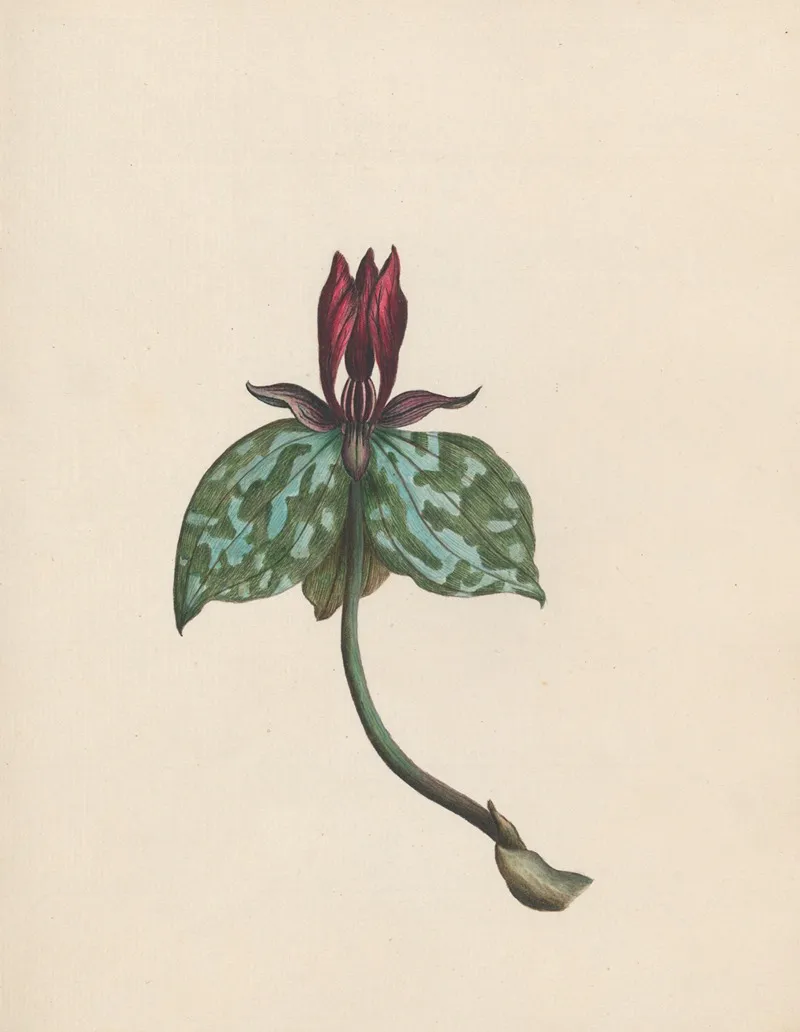 Trillium South Carolina Wall Art by R. B. F. - High-Resolution Digital Print