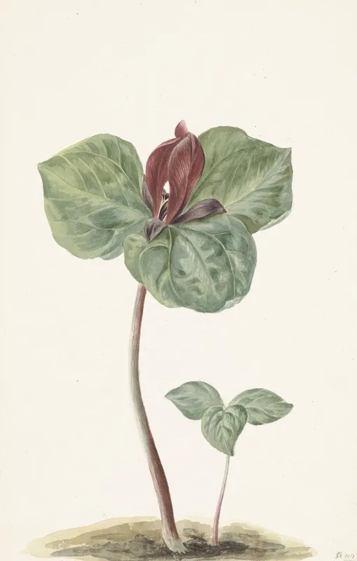 Trillium
