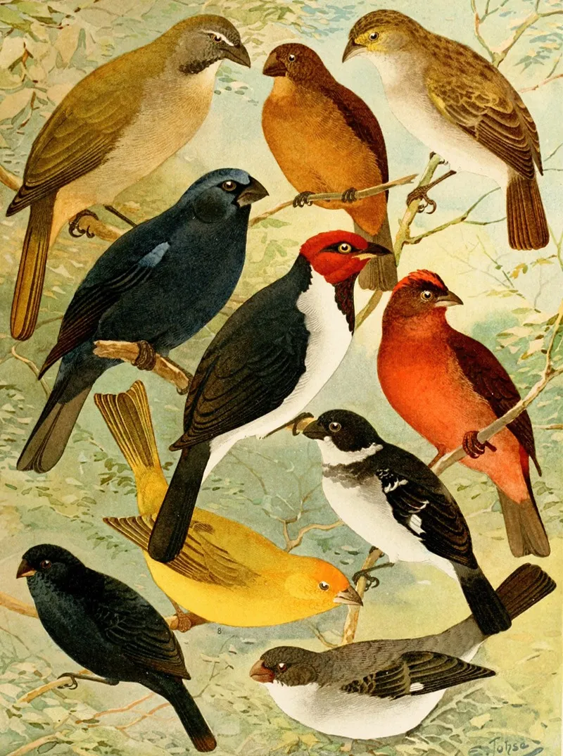 Trinca Ferro Azulao Cardeal Gallo Do Mato Serra Serra Colleiro Cigarra Wall Art by Emil August Göldi - High-Resolution Digital Print