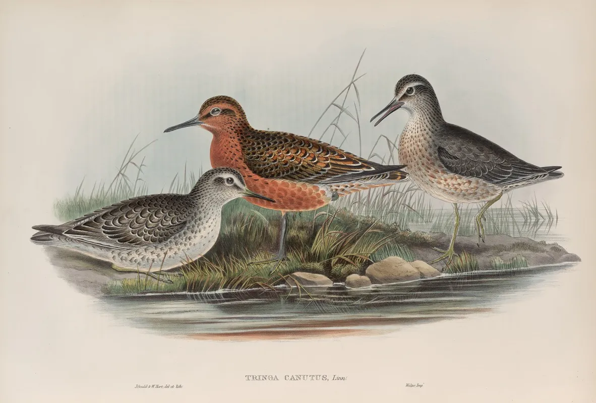 Tringa Canutus Knot Wall Art by John Gould - High-Resolution Digital Print