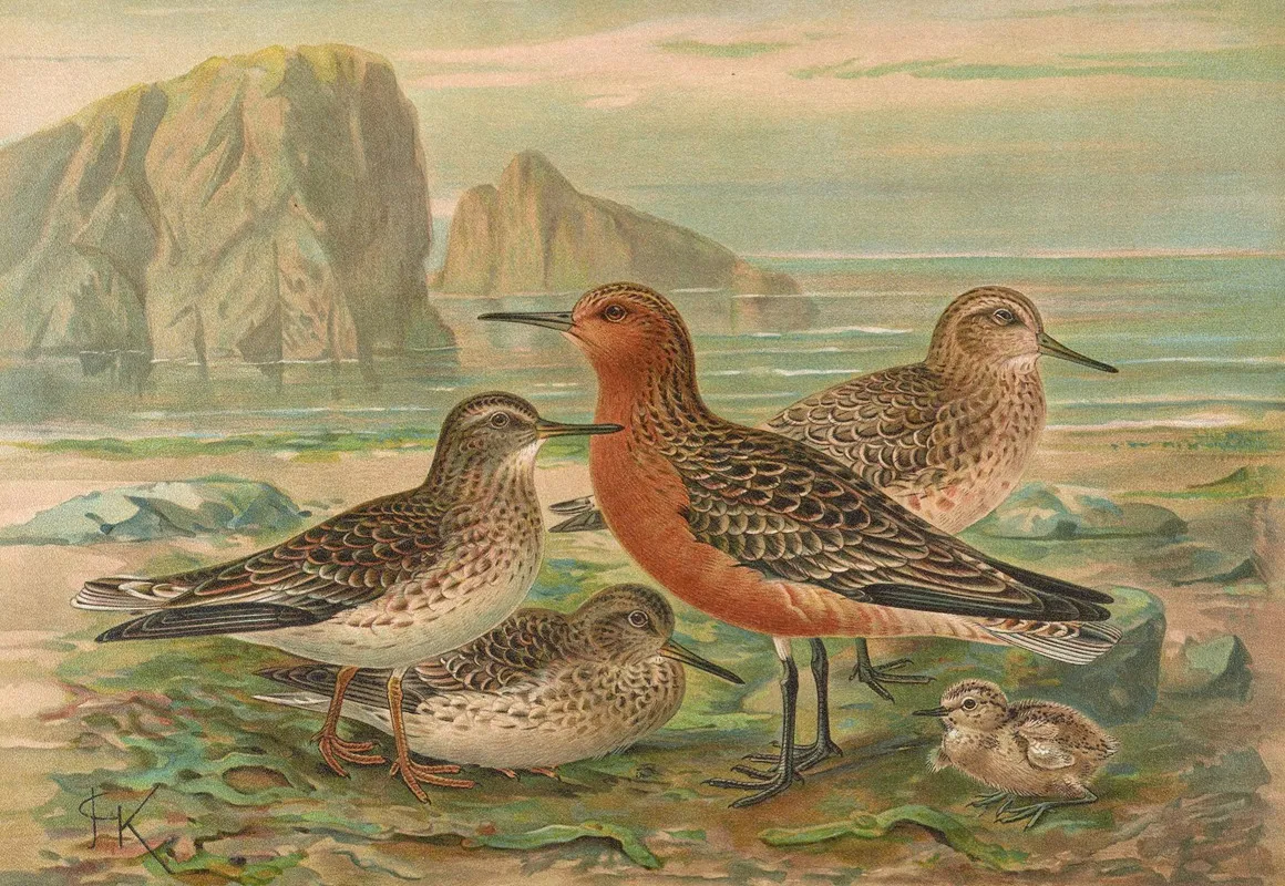 Tringa Canutus Tringa Maritima Wall Art by Johann Friedrich Naumann - High-Resolution Digital Print