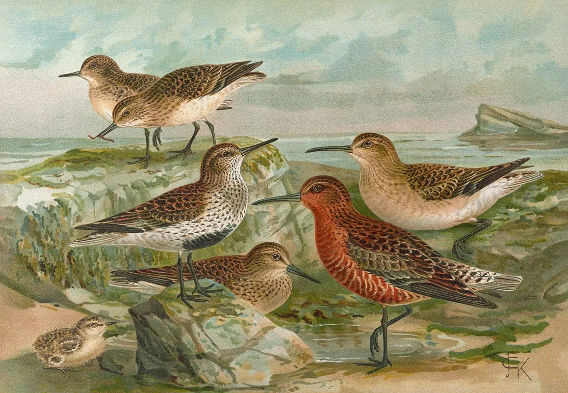 Tringa Temmincki Leisl Tringa Alpina Tringa Subarcuata Wall Art by Johann Friedrich Naumann - High-Resolution Digital Print