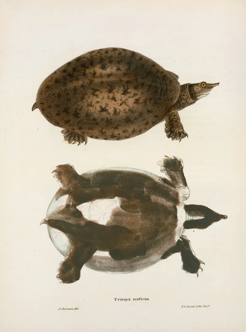 Trionyx Muticus Wall Art by John Edwards Holbrook - High-Resolution Digital Print