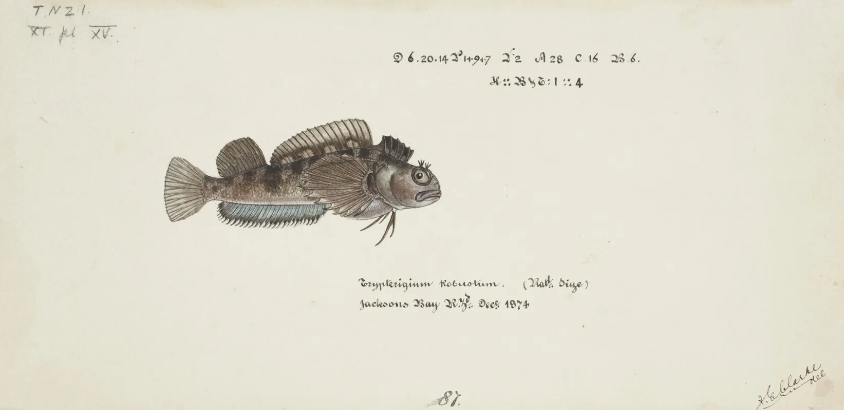 Tripterygion Robustum Nz Estuarine Triplefin