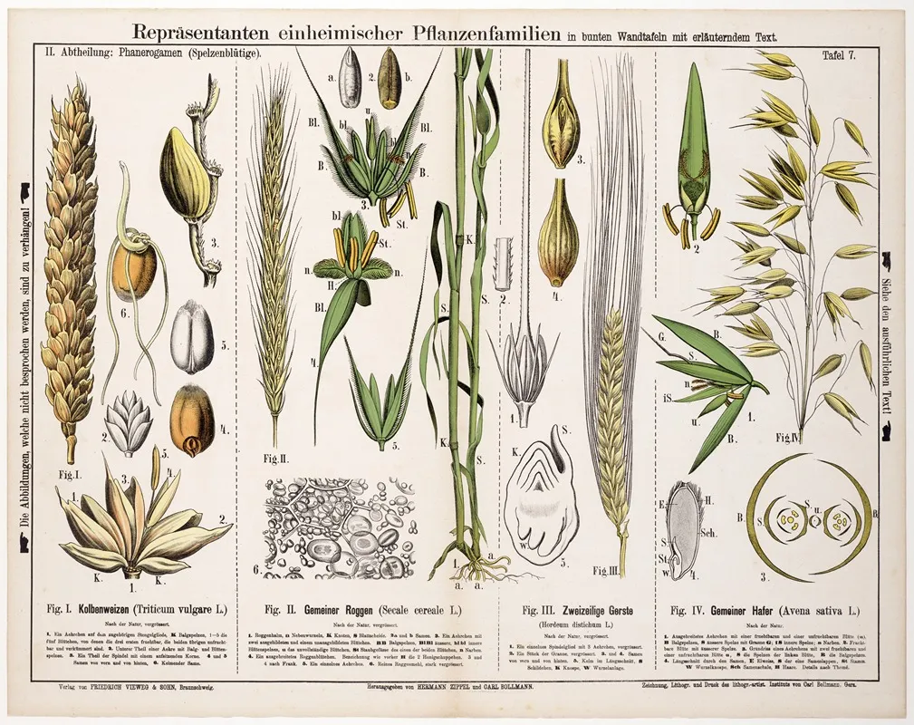 Triticum Vulgare Secale Cereale Hordeum Distichum Avena Sativa Tarwe Rogge Gerst Haver Wall Art by Hermann Zippel - High-Resolution Digital Print