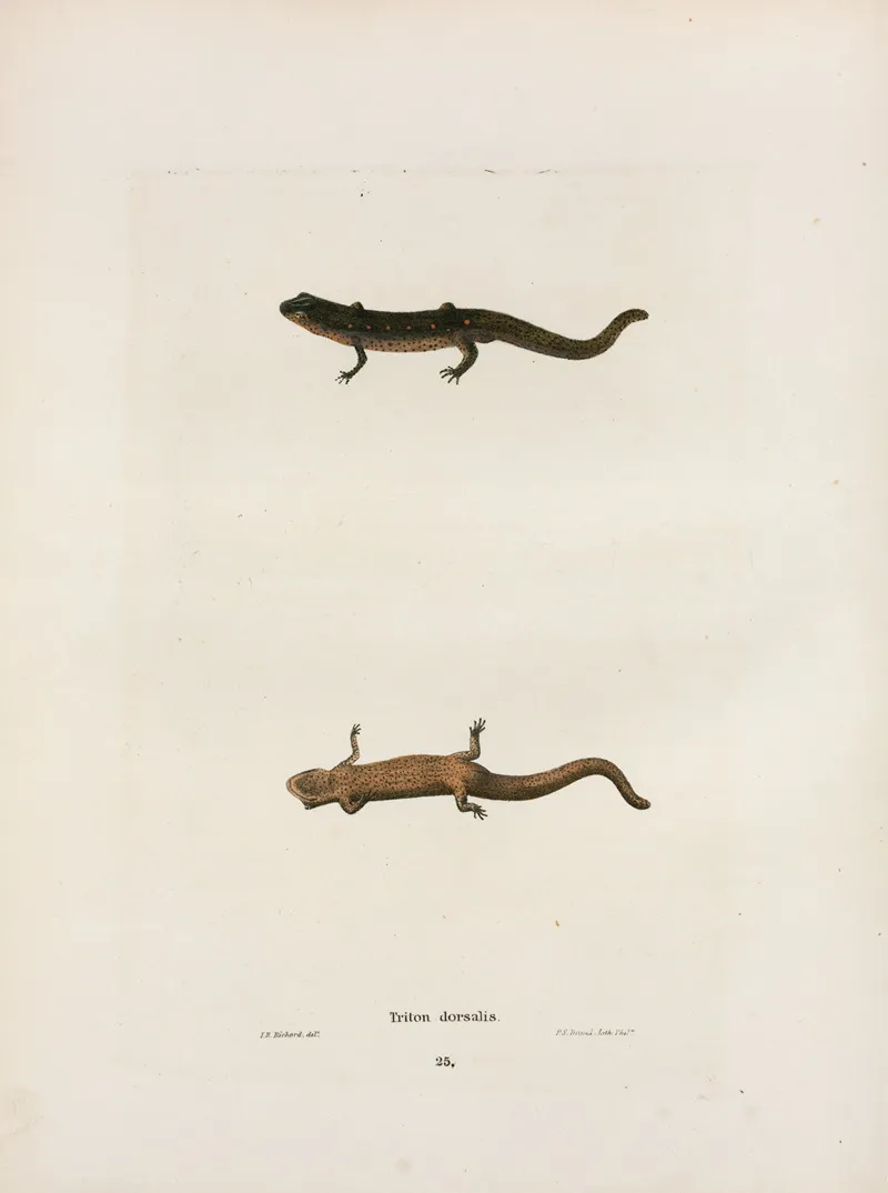 Triton Dorsalis Wall Art by John Edwards Holbrook - High-Resolution Digital Print