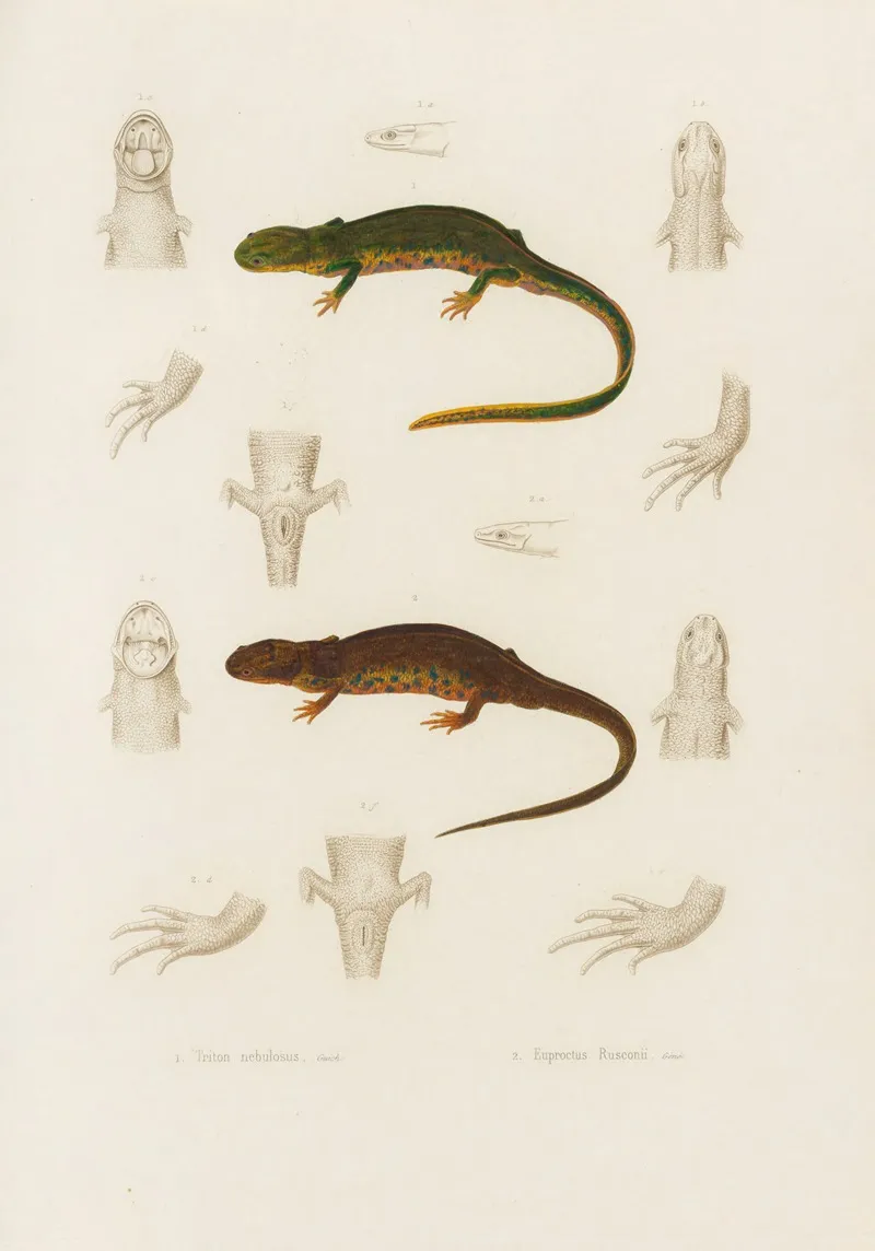 Triton Nebulosus Euproctus Rusconii Wall Art by Arthus Bertrand - High-Resolution Digital Print