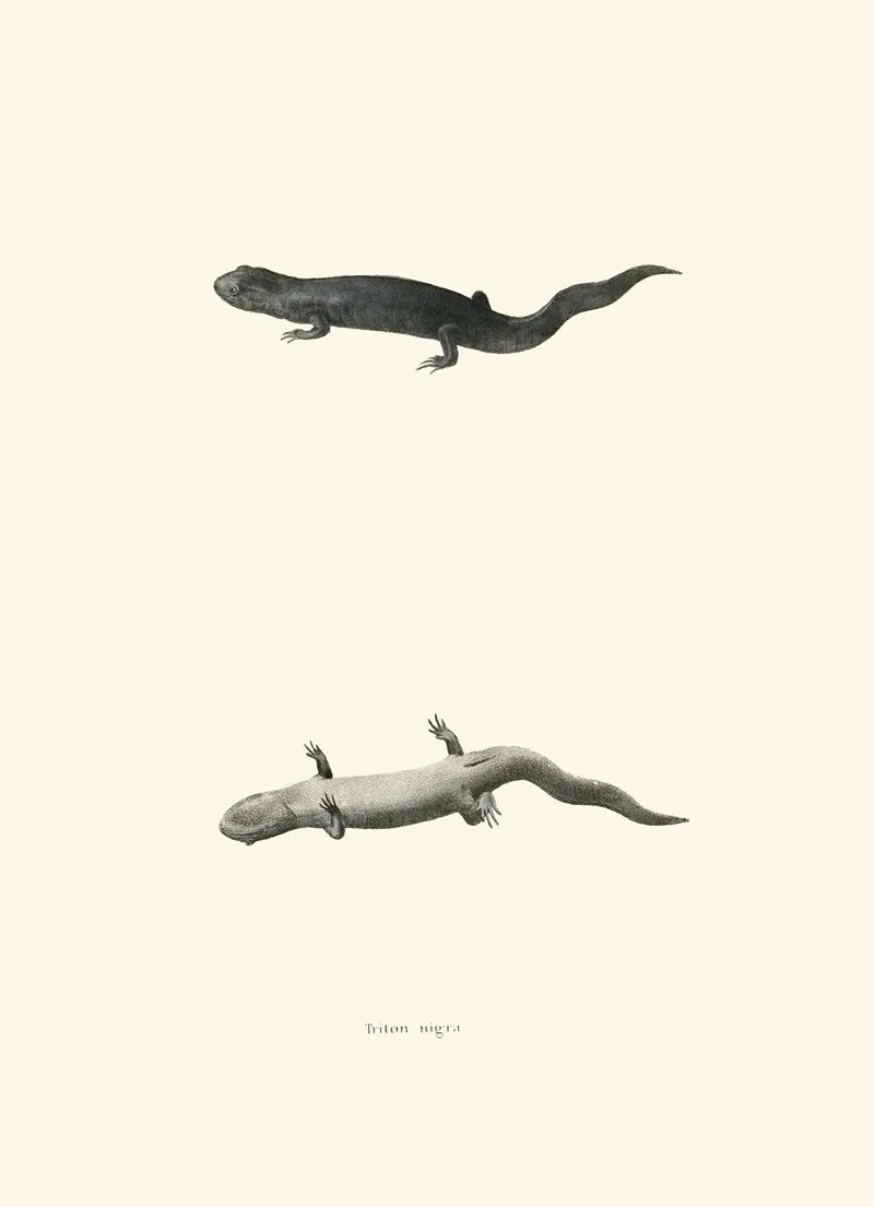 Triton Nigra Wall Art by John Edwards Holbrook - High-Resolution Digital Print