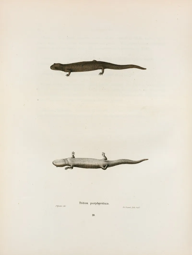 Triton Porphyriticus 2 Wall Art by John Edwards Holbrook - High-Resolution Digital Print