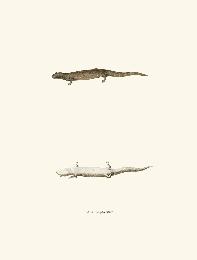 Triton Porphyriticus Wall Art by John Edwards Holbrook - High-Resolution Digital Print