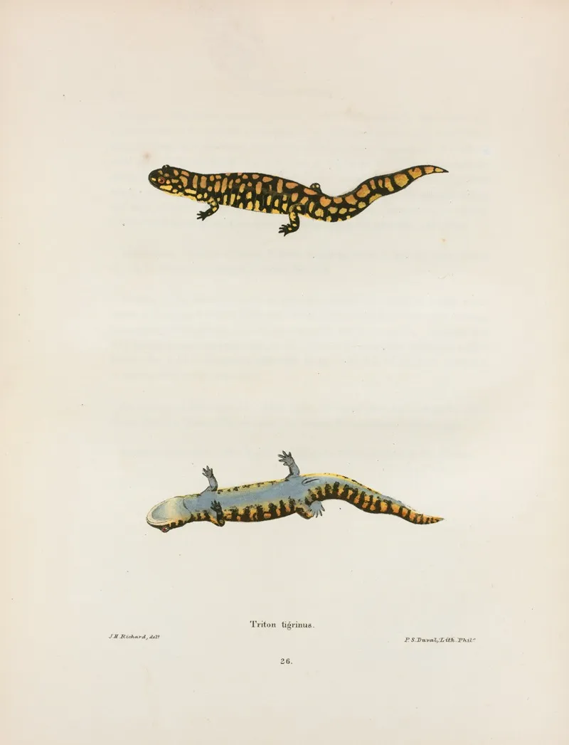 Triton Tigrinus 2 Wall Art by John Edwards Holbrook - High-Resolution Digital Print