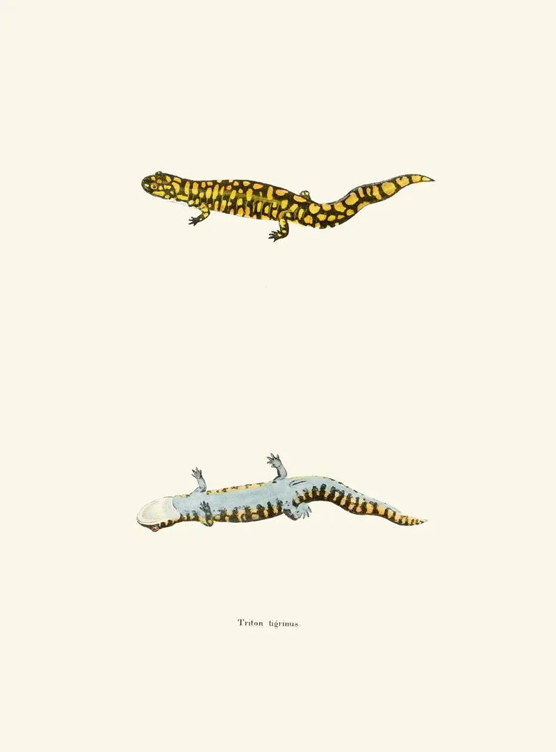 Triton Tigrinus Wall Art by John Edwards Holbrook - High-Resolution Digital Print