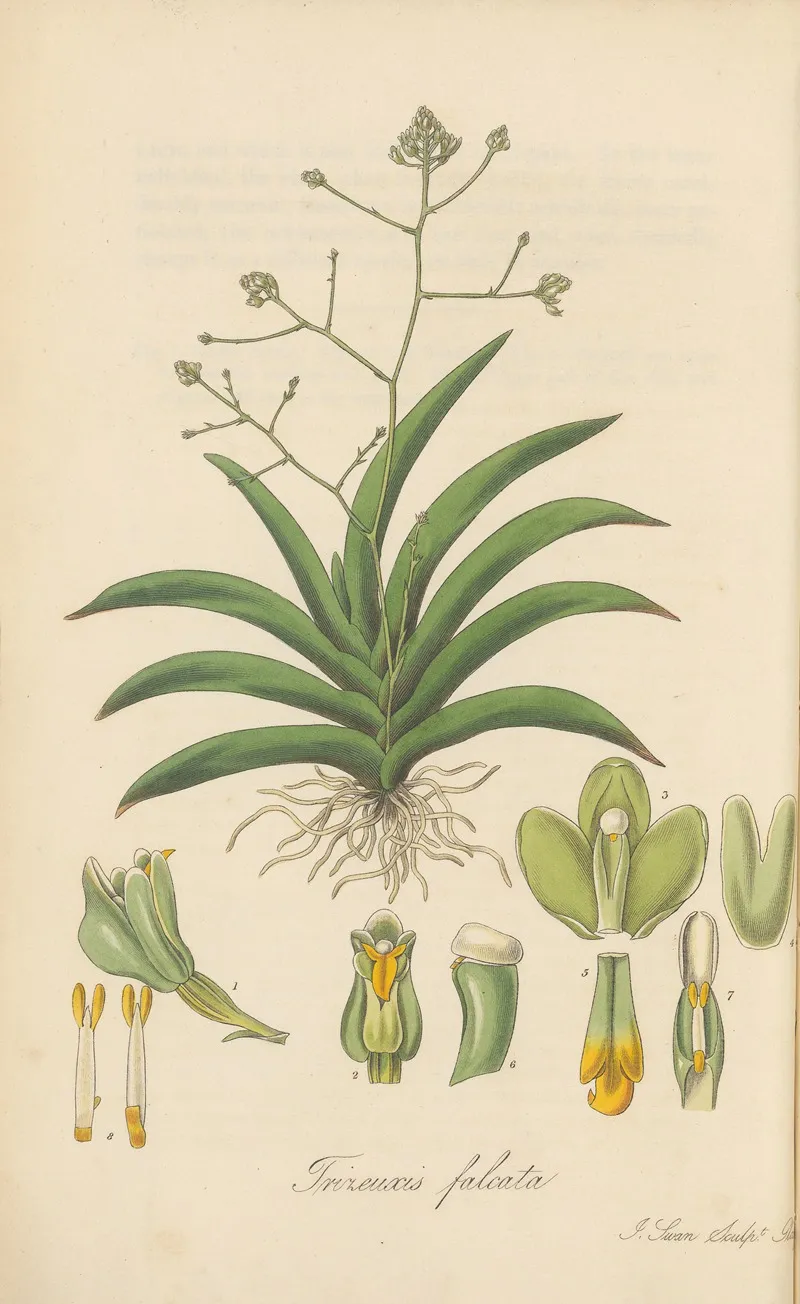 Trizeuxis Falcata Wall Art by William Jackson Hooker - High-Resolution Digital Print