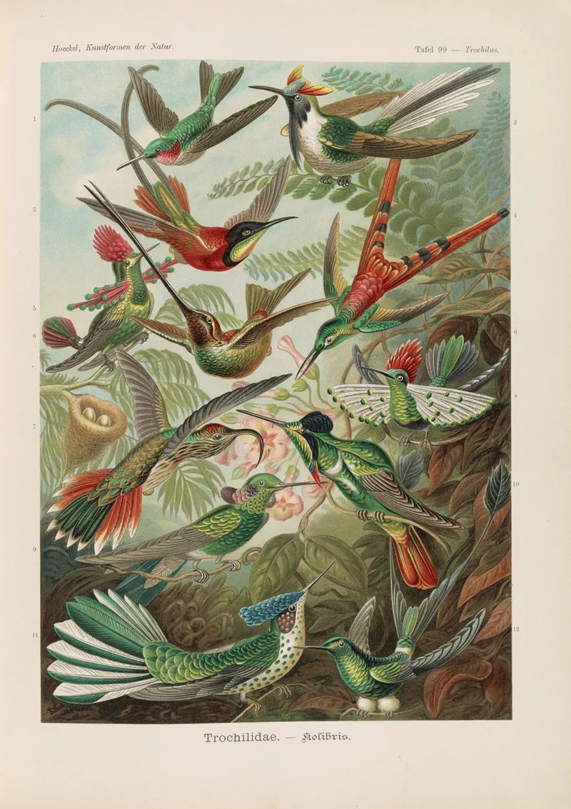 Trochilidae Kolibris Wall Art by Ernst Haeckel - High-Resolution Digital Print