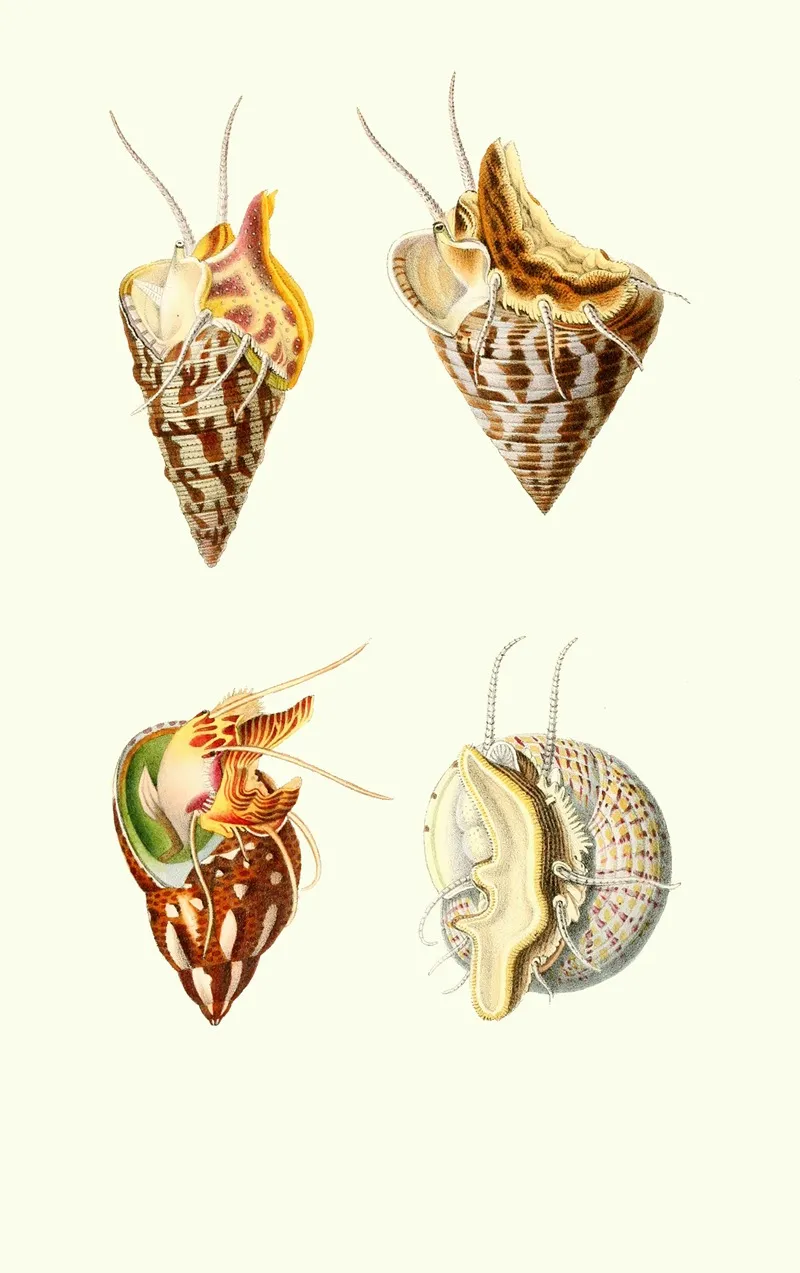 Trochus Minutus Trochus Conulusphasianella Pullus Trochus Divaricatus Wall Art by Georges Servain - High-Resolution Digital Print