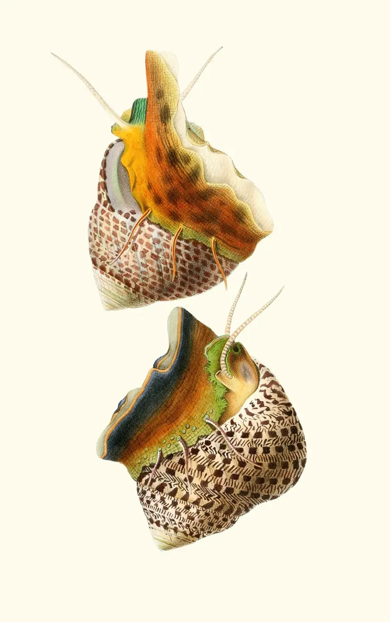 Trochus Turbinas Trochus Articulatus Wall Art by Georges Servain - High-Resolution Digital Print
