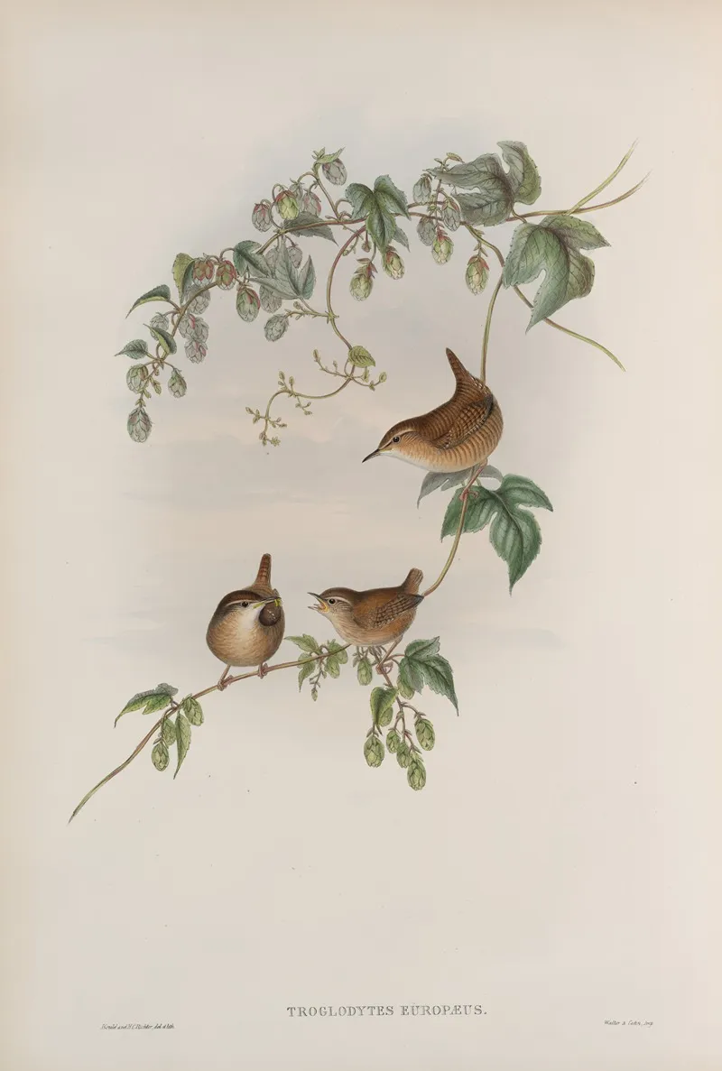 Troglodytes Europaeus Common Wren Wall Art by John Gould - High-Resolution Digital Print