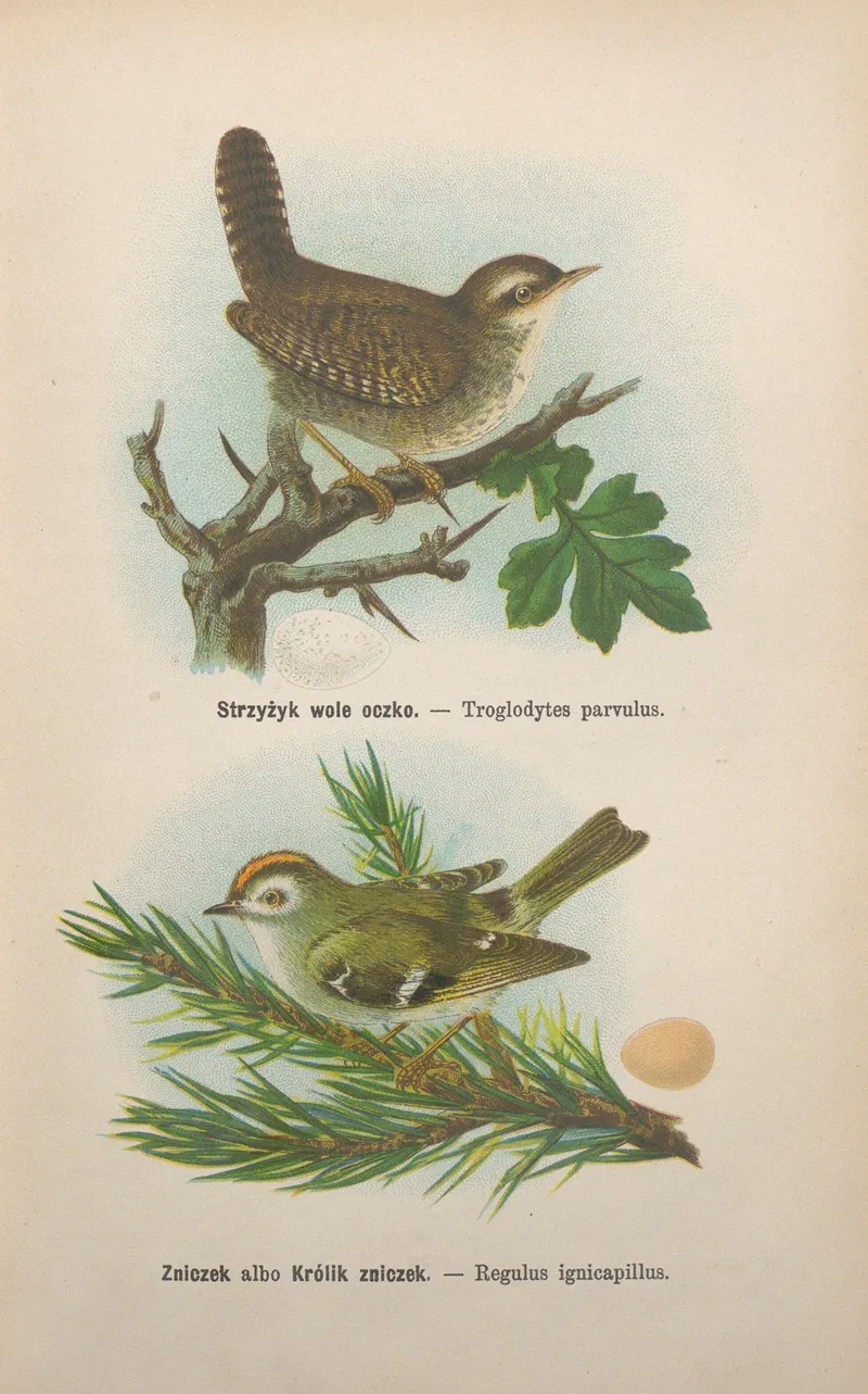 Troglodytes Parvulus Regulus Ignicapillus Wall Art by Bohdan Dyakowski - High-Resolution Digital Print