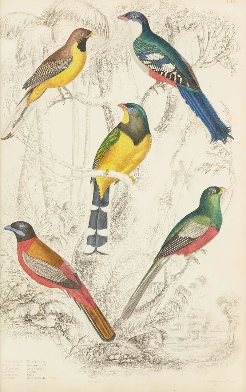 Trogons Wall Art by William MacGillivray - High-Resolution Digital Print