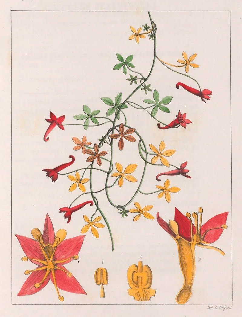 Tropaeolum Pentaphyllum 2 Wall Art by Auguste de Saint-Hilaire - High-Resolution Digital Print