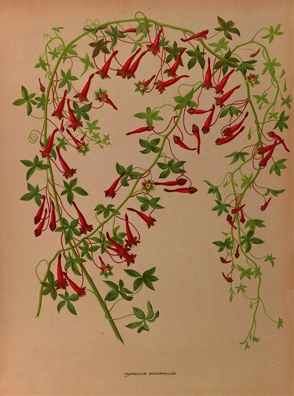 Tropaeolum Pentaphyllum Wall Art by Arentina Hendrica Arendsen - High-Resolution Digital Print