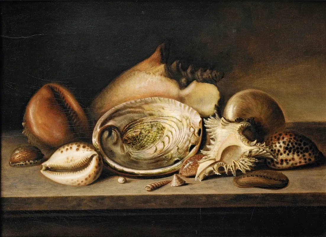Tropical Sea Shells On A Stone Ledge Including A Conch A Giant Murex Cowries And An Abalone Wall Art by Circle of Nicolaus Matthes - High-Resolution Digital Print