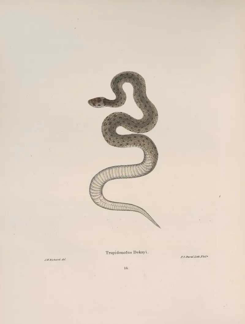 Tropidonotus Dekayi Wall Art by John Edwards Holbrook - High-Resolution Digital Print