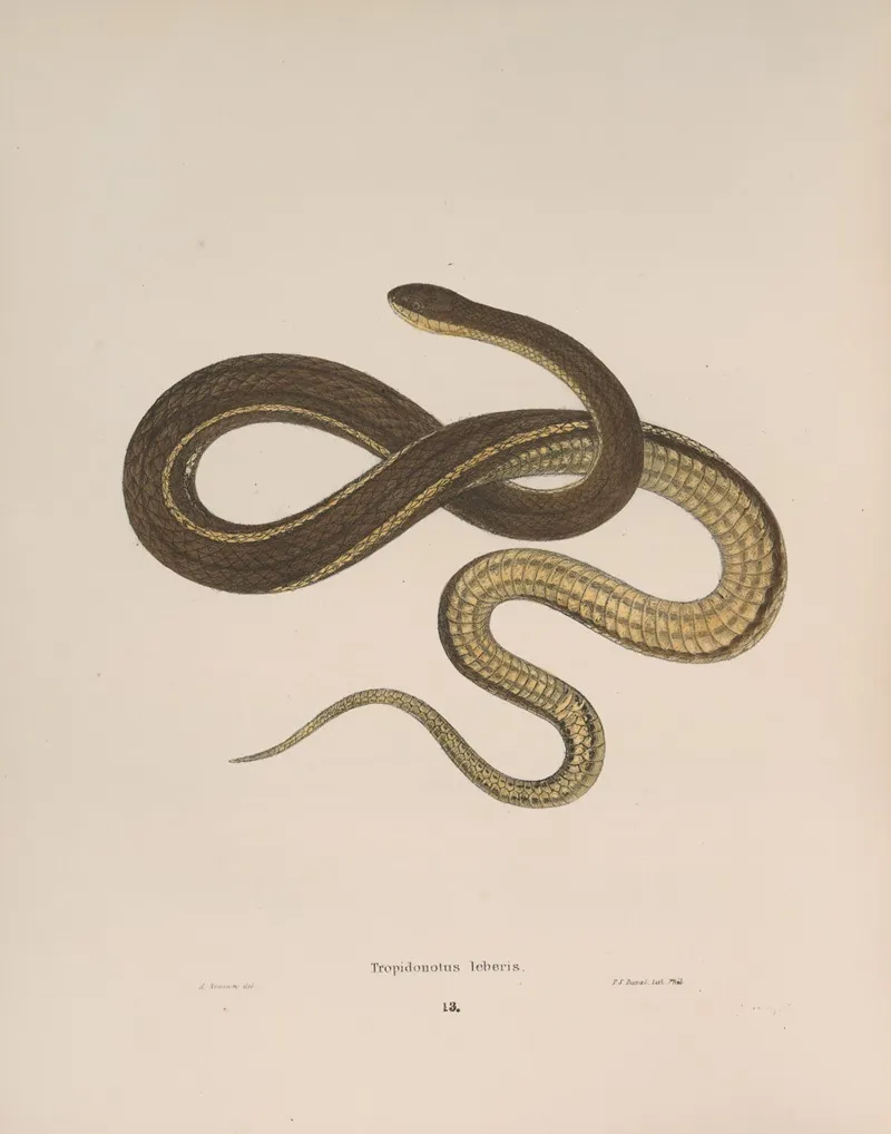 Tropidonotus Leberis Wall Art by John Edwards Holbrook - High-Resolution Digital Print