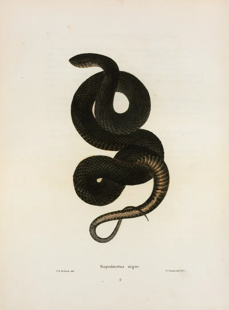 Tropidonotus Niger Wall Art by John Edwards Holbrook - High-Resolution Digital Print