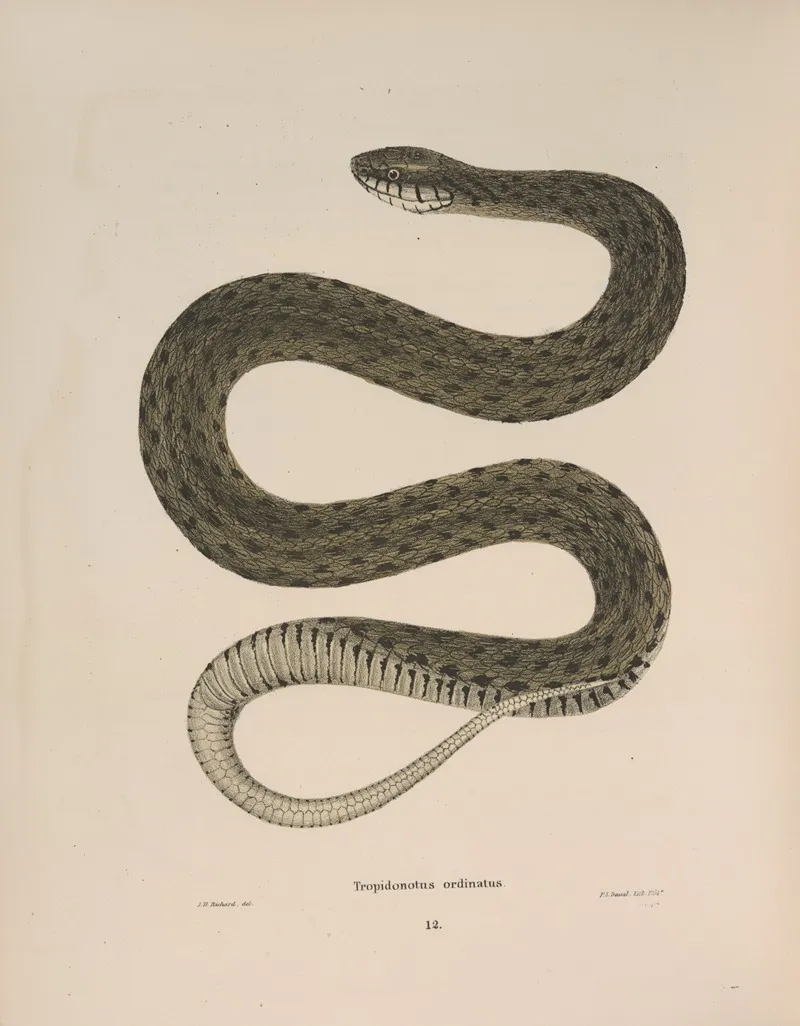 Tropidonotus Ordinatus Wall Art by John Edwards Holbrook - High-Resolution Digital Print