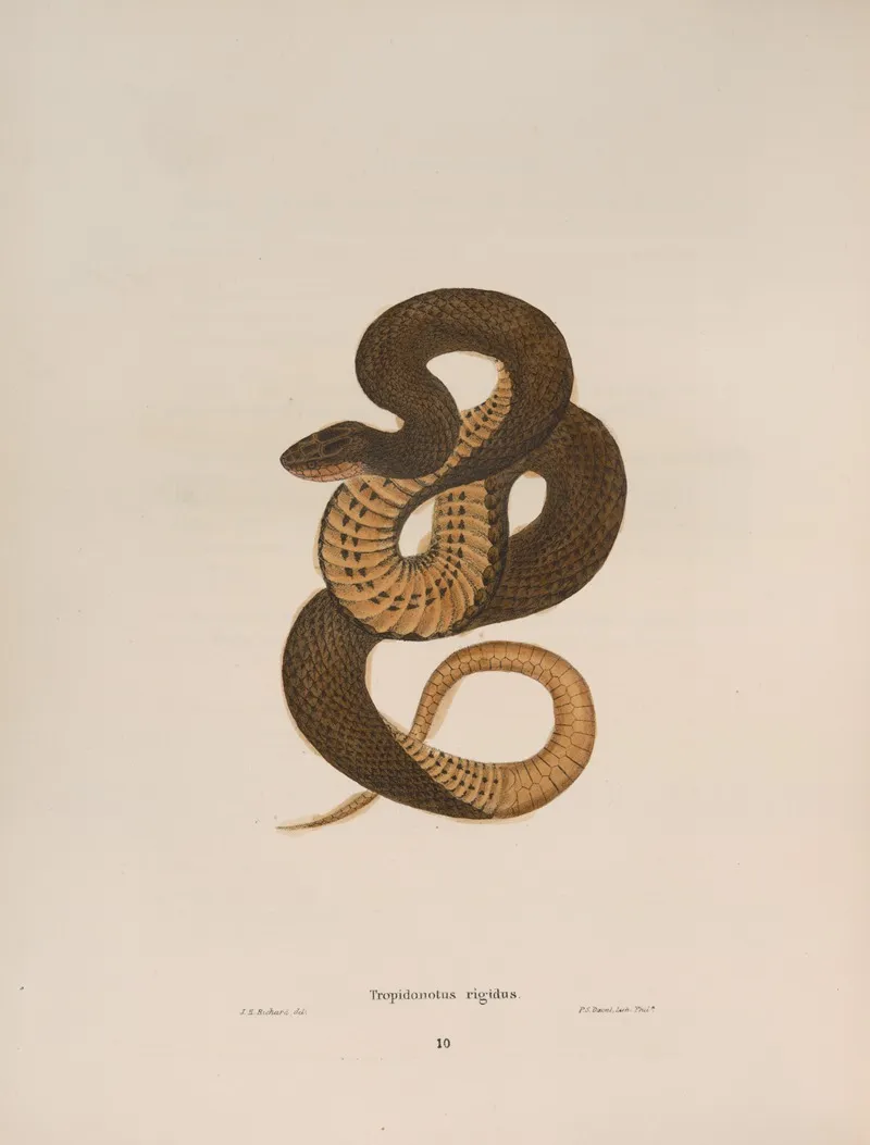 Tropidonotus Rigidus Wall Art by John Edwards Holbrook - High-Resolution Digital Print