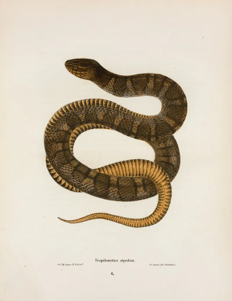 Tropidonotus Sipedon Wall Art by John Edwards Holbrook - High-Resolution Digital Print