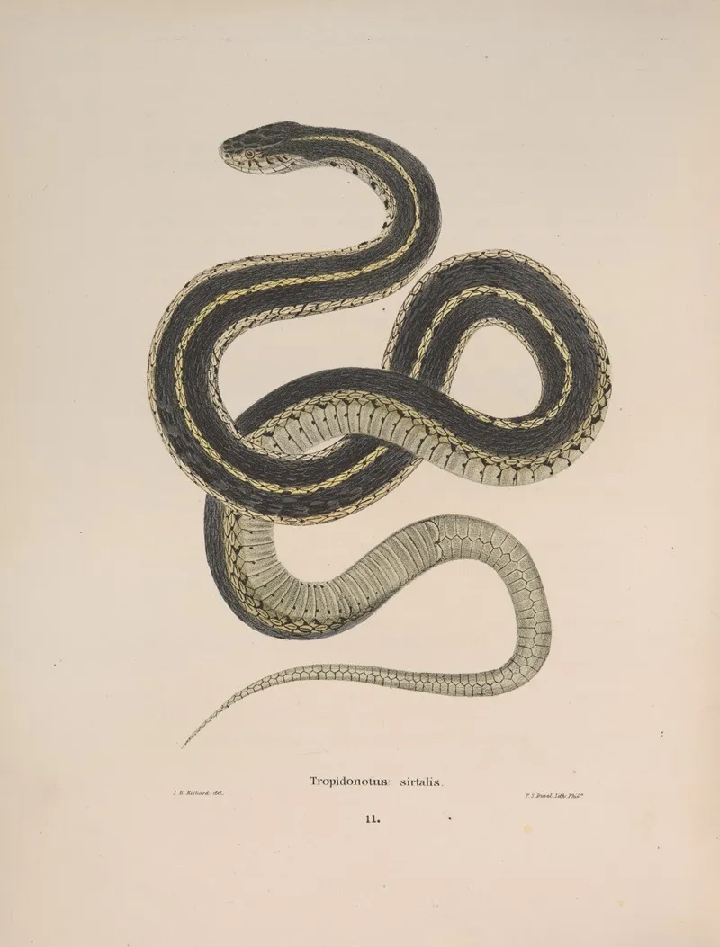 Tropidonotus Sirtalis Wall Art by John Edwards Holbrook - High-Resolution Digital Print