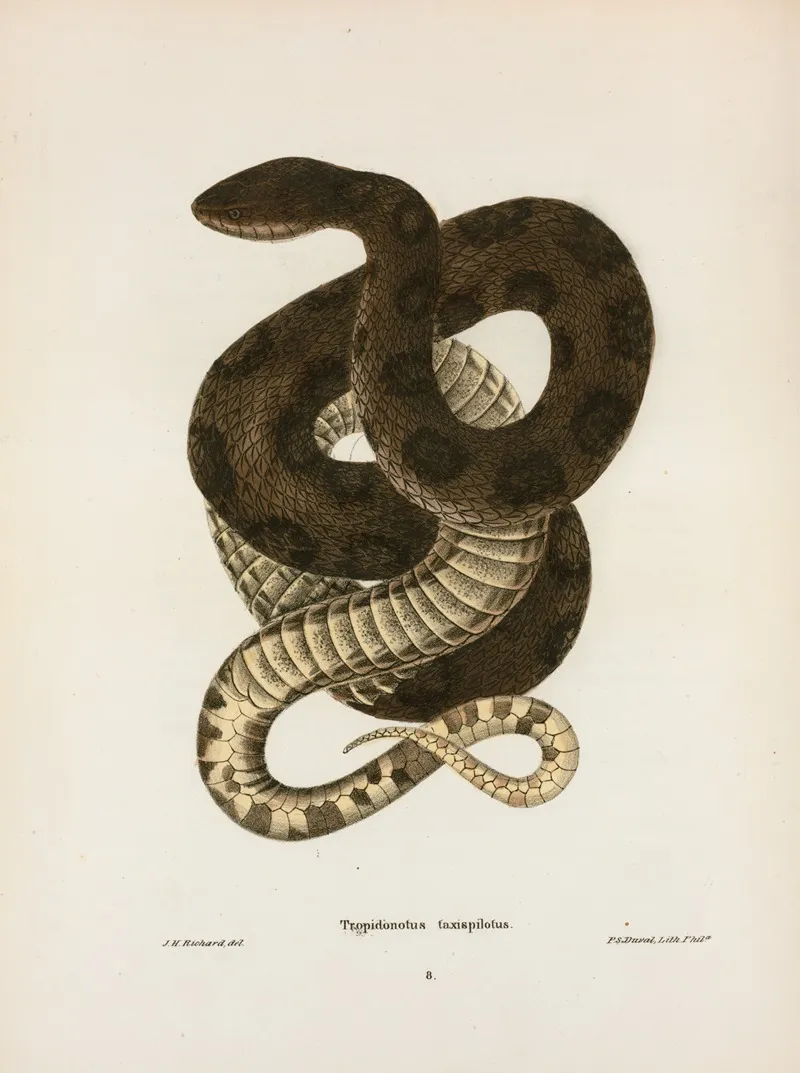 Tropidonotus Taxispilotus Wall Art by John Edwards Holbrook - High-Resolution Digital Print