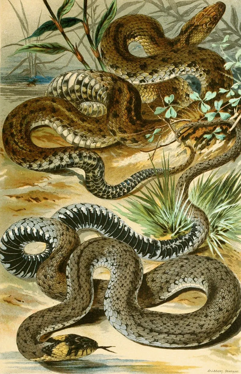 Tropidonotus Tessellatus Tropidonotus Natrix Wall Art by Bruno Dürigen - High-Resolution Digital Print