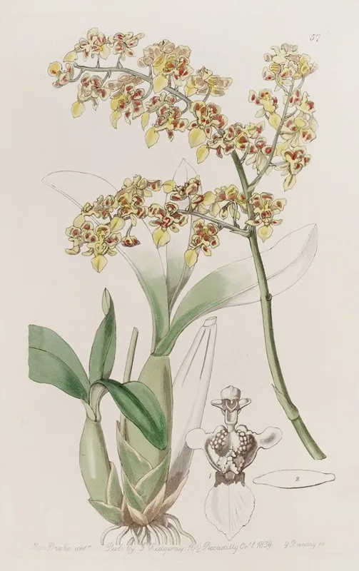 Trowel Lipped Oncidium Wall Art by Sydenham Edwards - High-Resolution Digital Print