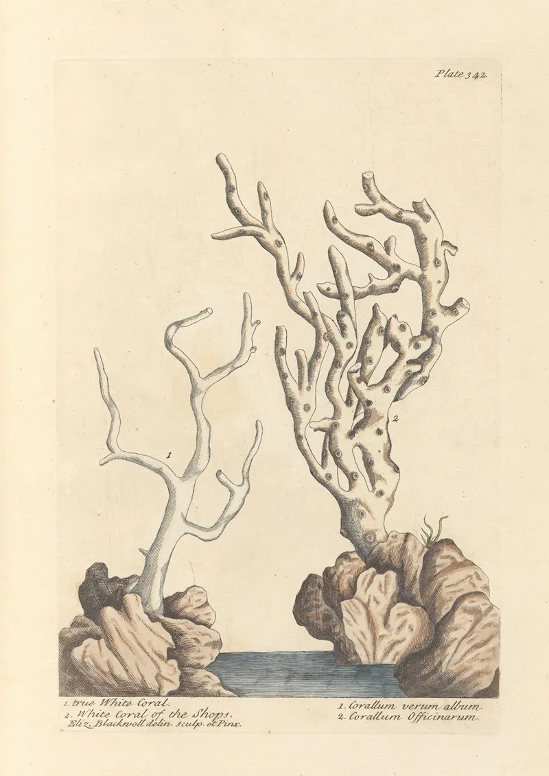 True White Coral White Coral Of The Shops Wall Art by Elizabeth Blackwell - High-Resolution Digital Print