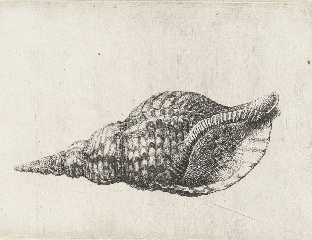 Trumpet Triton Charonia Tritonis