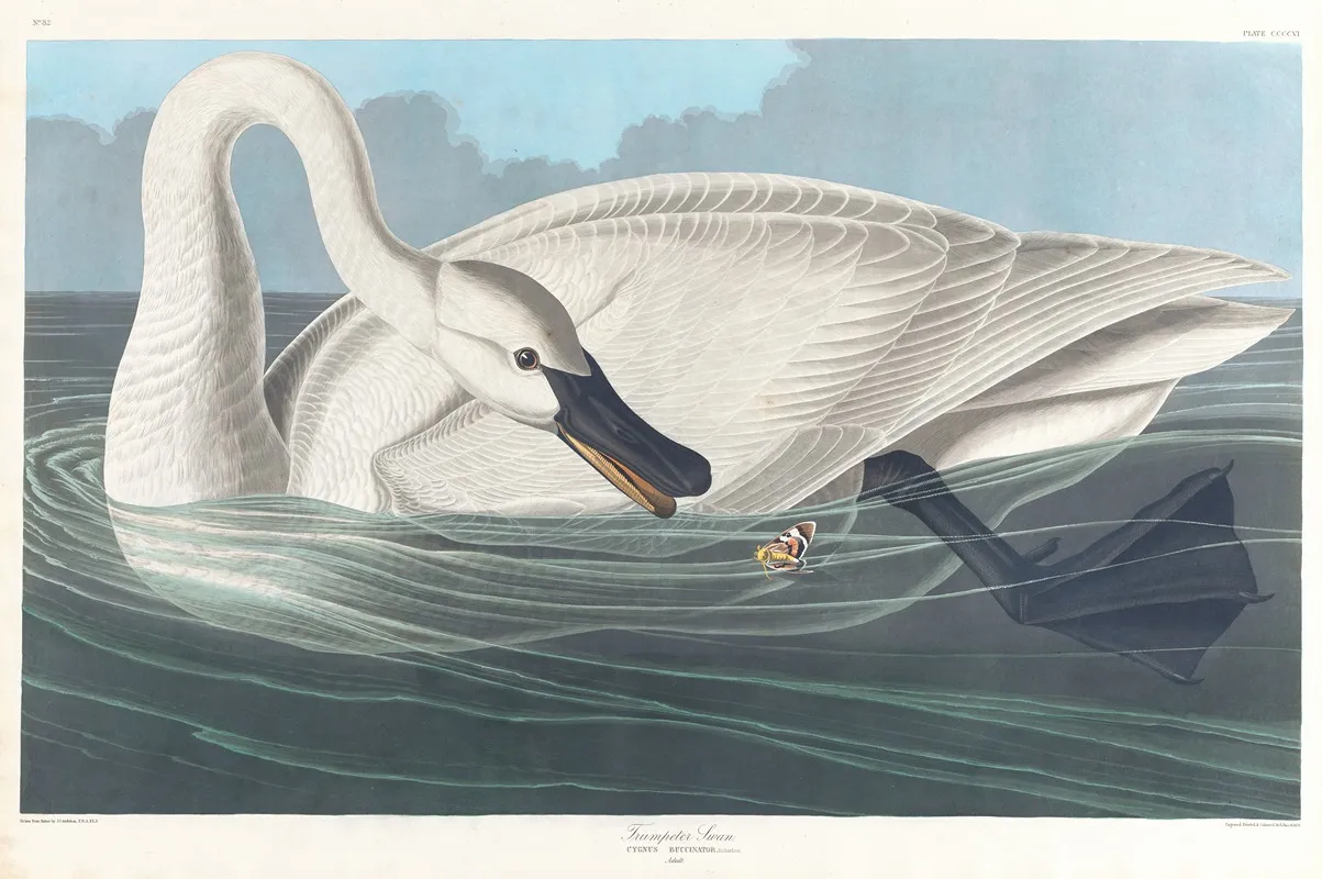 Trumpeter Swan Wall Art by John James Audubon - High-Resolution Digital Print