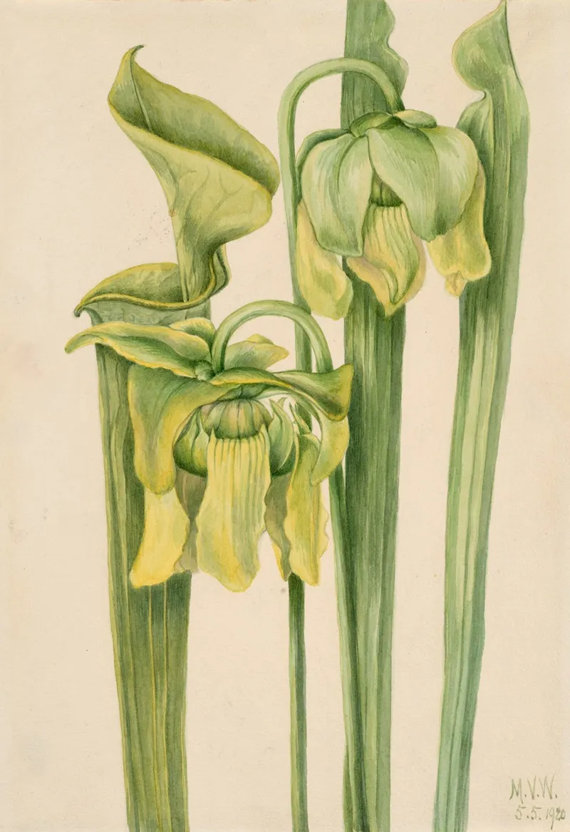 Trumpetleaf Sarracenia Flava 2