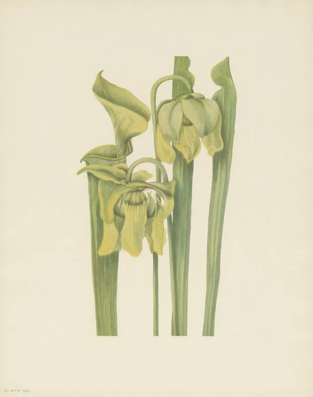 Trumpetleaf Sarracenia Flava 3
