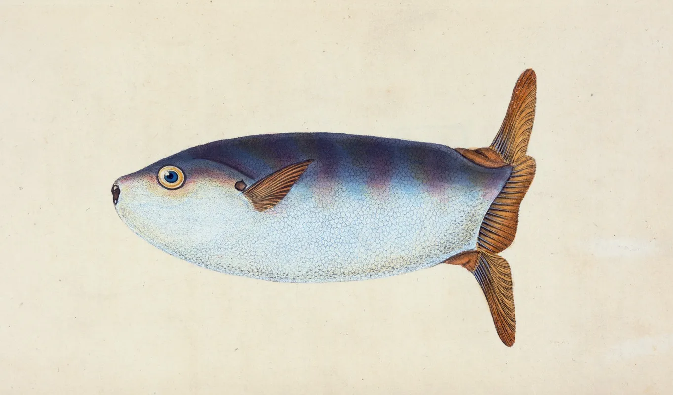 Truncated Sun Fish Tetrodon Truncatus Wall Art by Edward Donovan - High-Resolution Digital Print